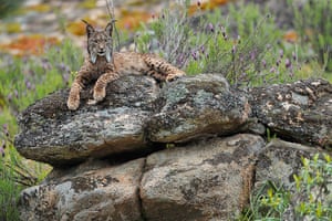 Wildlife comeback: A female Iberian Lynx (Lynx pardinus) in theSierra de Andújar Natural Park