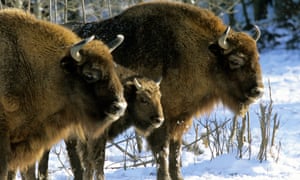 The European Bison became extinct in the wild at the beginning of last century, but conservation programs have reestablished a small wild population.