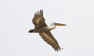 The Dalmation Pelican has increased by 289% since 1960.