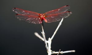 15% of Europe's dragonflies are threatened with extinction.