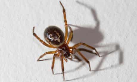 Black Widow Spider Uk For Sale - Youstre1941