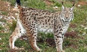 Iberian lynx