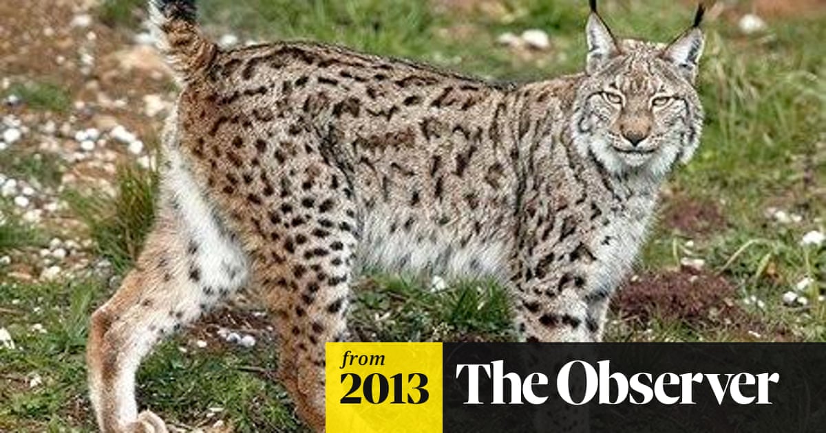 How Spain Saved The Lynx Conservation The Guardian How Spain Saved The Lynx Conservation The Guardian