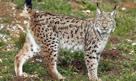 Iberian lynx  