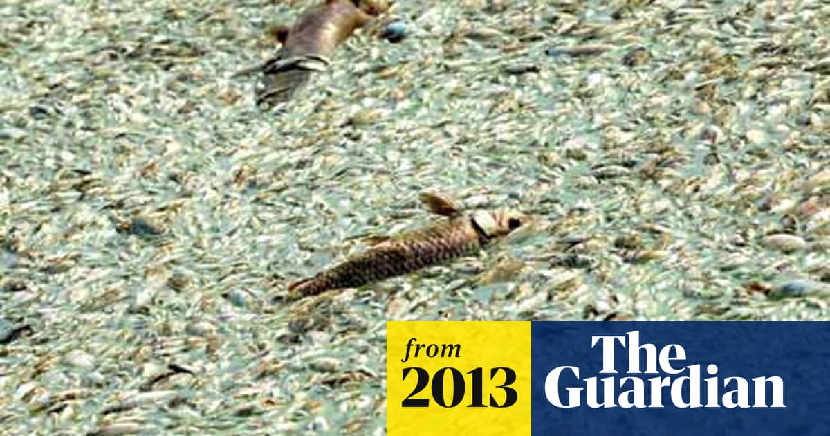 China finds 100,000kg of poisoned dead fish in river | Pollution | The  Guardian