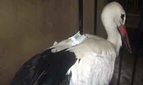 Menes, the White Stork, in police custody after an Egyptian man thought it was a spy due to its tag