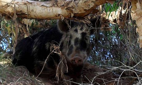 feral pig which has reportedly gone on a booze-fuelled bender