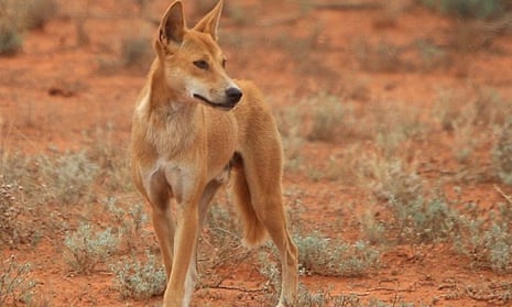 Petition · Dingo Conservation is Crucial for Biodiversity ·