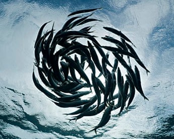 Sardine shoal