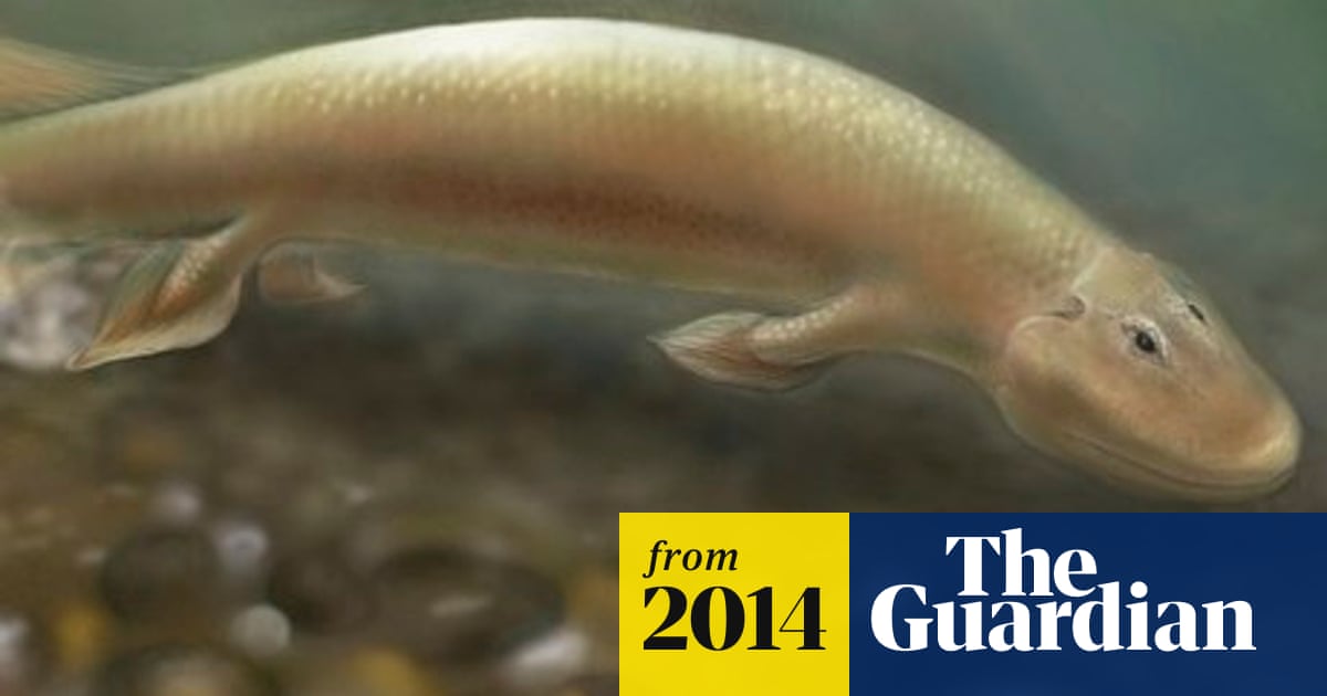 Tiktaalik fossils reveal how fish evolved into four-legged land animals |  Fossils | The Guardian