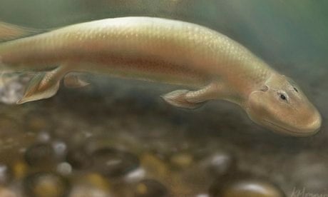 Tiktaalik fossils reveal how fish evolved into four-legged land animals |  Fossils | The Guardian