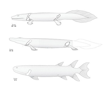 Evolution of tetrapods, from fish via Tiktaalik
