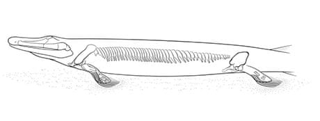 Reconstruction of the skeleton of Tiktaalik
