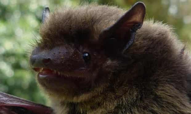 Nathusius’ pipistrelle bat
