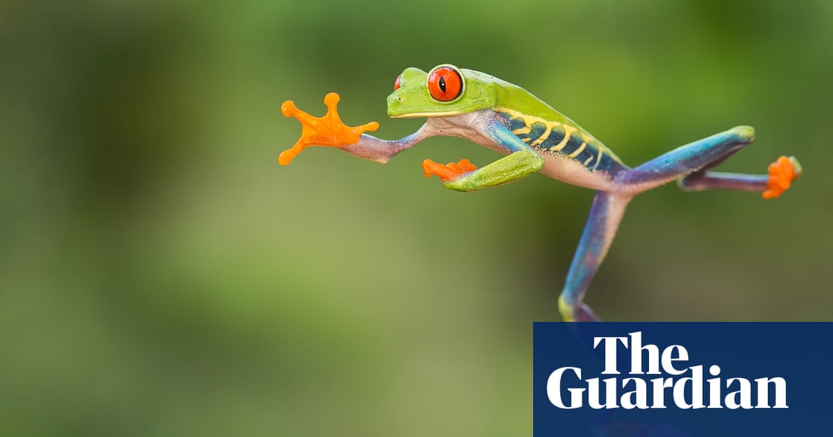 Jumping Tree Frog Extreme Slow Motion Tree Frog Jump In The Rain