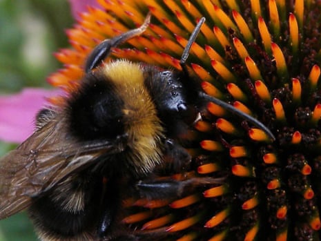 Bumblebees could be shrinking because of exposure to a widely-used pesticide, a study suggests.