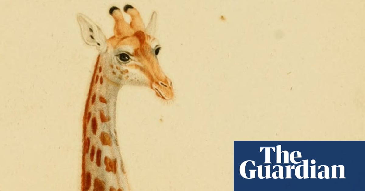 wallpapers Zerafa Animal meet zarafa the giraffe that inspired