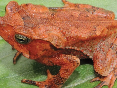 Adult female Rhinella yunga toad