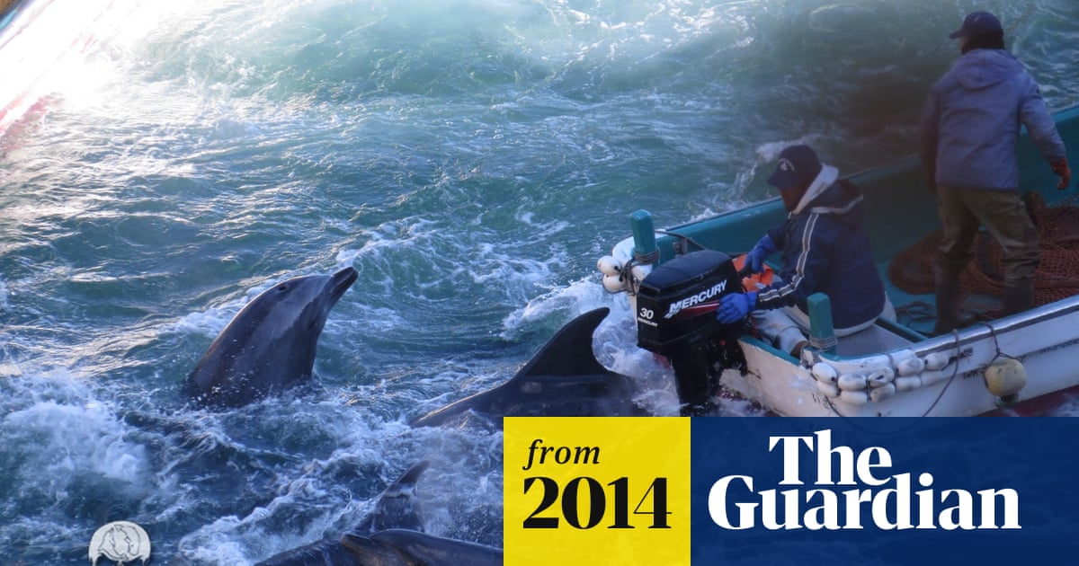 Japanese fishermen begin annual slaughter of hundreds of dolphins