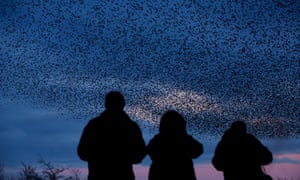 Murmuration of more than 50 000 starlings roosting at Middleton Moor, Derbyshire
