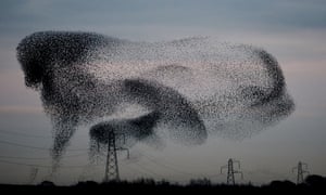 A murmuration of starlings above the  the small village of Rigg, near Gretna, in the Scottish Borders