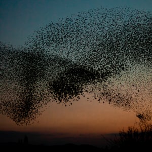 Mumuration of starlings in suburb of Meole in Shrewsbury 