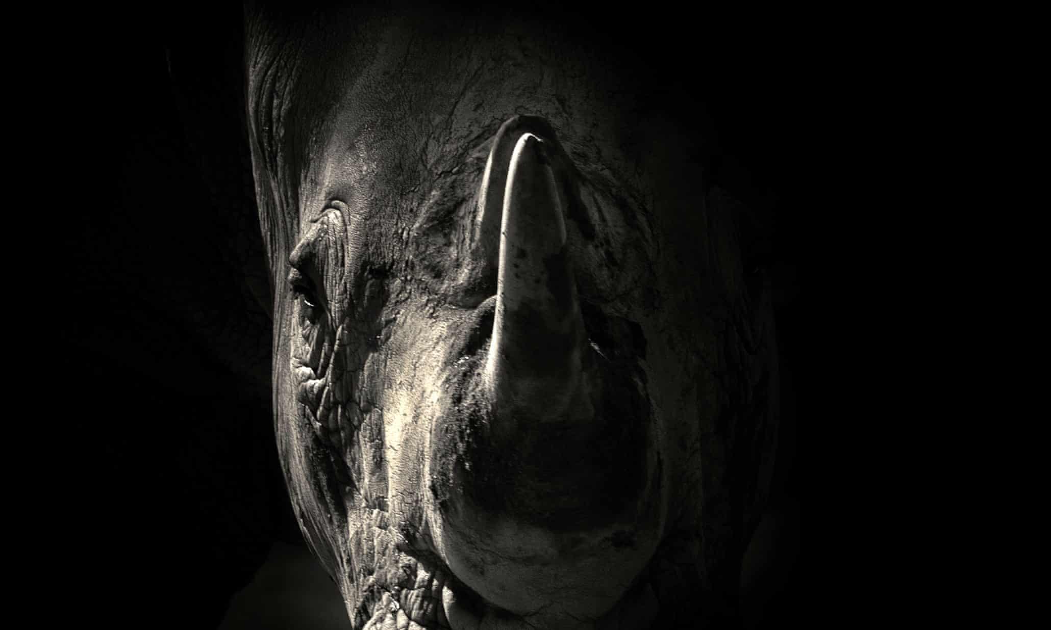 Dark side of the zoo - captive animals in black and white