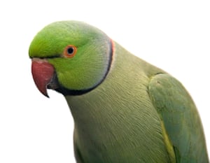 Ring-necked parakeet.