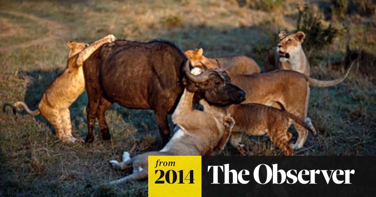 How the threat to lions, leopards and wolves endangers us all | Endangered  species | The Guardian
