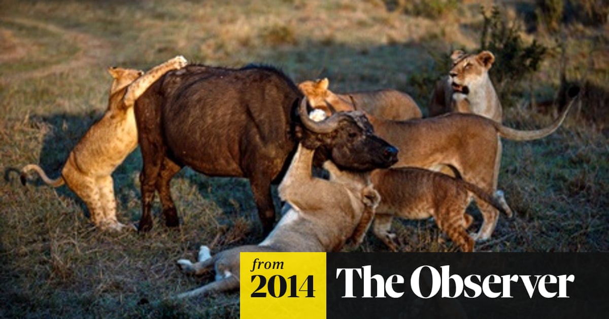 How the threat to lions, leopards and wolves endangers us all | Endangered species | The Guardian How the threat to lions, leopards and wolves endangers us all | Endangered species | The Guardian