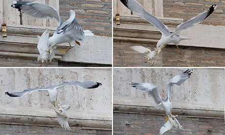 Seagull-attacks-dove-008.jpg?w=620&q=55&