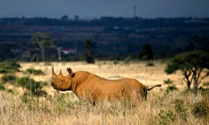 A rhino is seen at Nairobi's National Park
