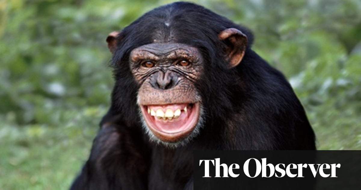 Humans are more than clever apes? Don't make me laugh | Evolution | The  Guardian