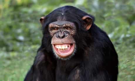 Humans are more than clever apes? Don't make me laugh | Evolution | The  Guardian