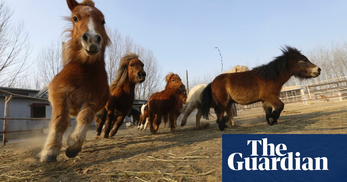 Year chinese dragon float warwick reference questions library west public sign China's year of the horse – in pictures | Life and style | The Guardian
