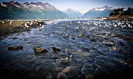 Alaska salmon nature wild