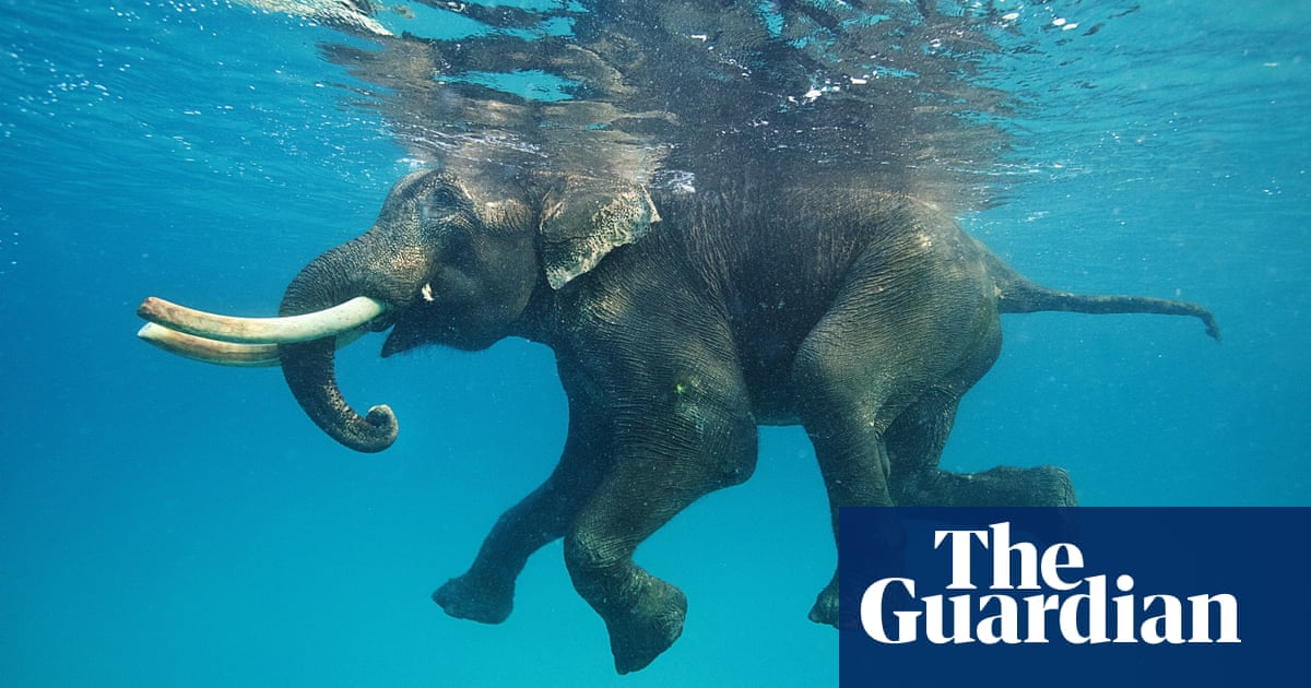 Animals take a swim – in pictures | World news | The Guardian