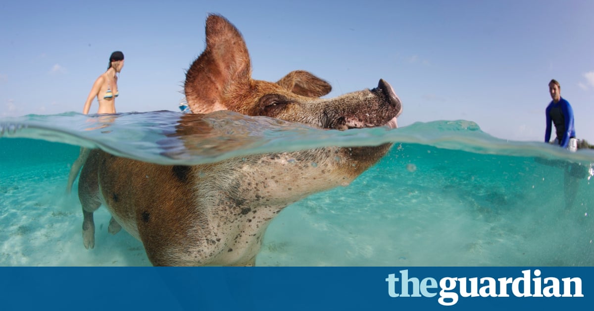 Animals Take A Swim In Pictures World News The Guardian