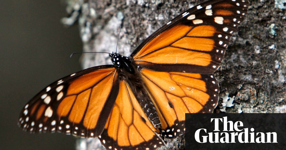 in job 1 australia level dwindle Numbers at mountain of Mexico's butterflies in job 1 australia level dwindle Numbers at mountain of Mexico's butterflies
