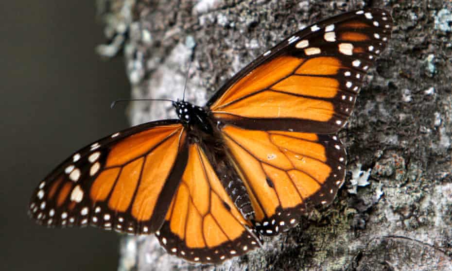 A Monarch butterfly perches on a tree at the Sierra Chincua Sanctuary in the mountains of Mexico's Michoacan state. Populations have plunged, new figures show