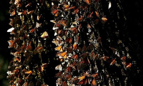 Monarch Migration