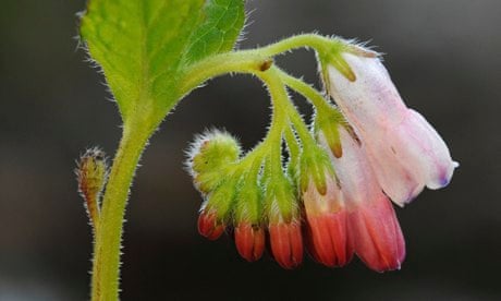 Dwarf Comfrey (Symphytum grandiflorum), blossoms
