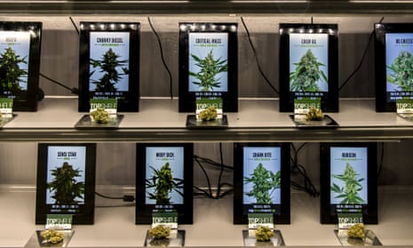 Various strains of marijuana are seen on display at The Green Solution Dispensary in Colorado.