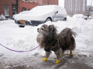 A dog seen wearing a jacket and shoes makes its way through the snow in Dumbo in New York City.
