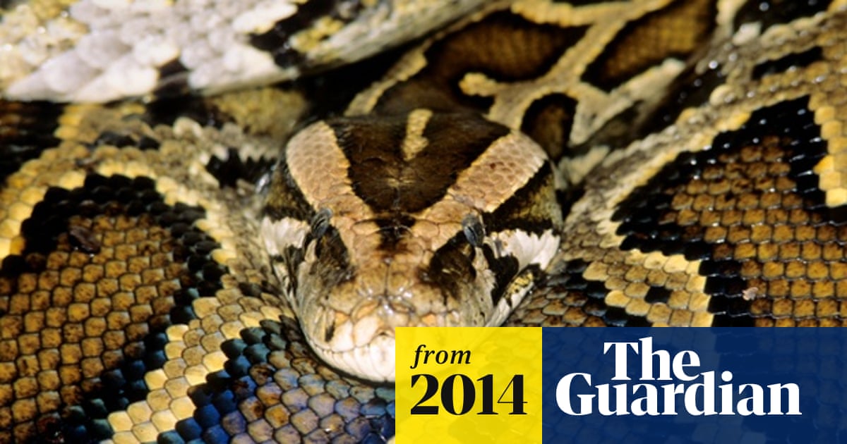 Surprised scientists find deadly Florida pythons have internal GPS ...