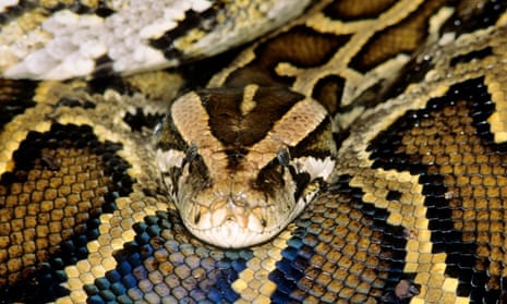 A California man's home was full of pythons packed tightly in plastic bins, police have said.