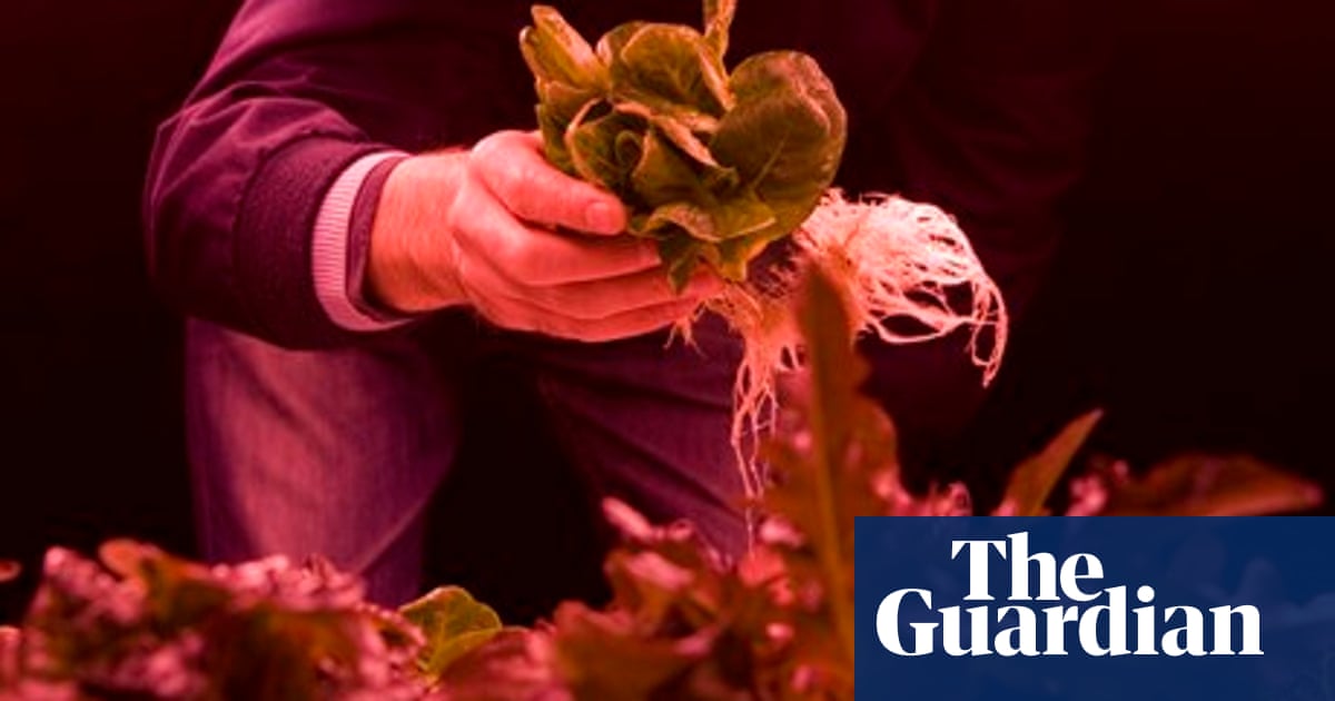 Hydroponics Used To Grow Salad In Tunnels Under London Guardian