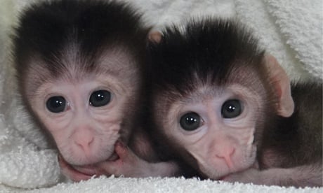 Scientists Created a Monkey With Two Different Sets of DNA, Smart News