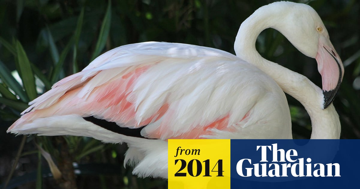 World S Oldest Flamingo Dies Aged 83 At Adelaide Zoo World News