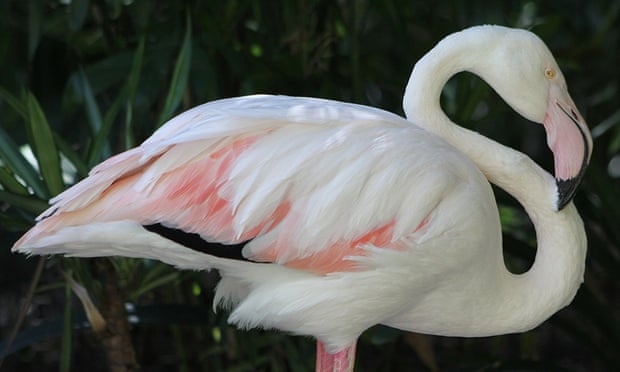 Greater flamingo at Adelaide Zoo